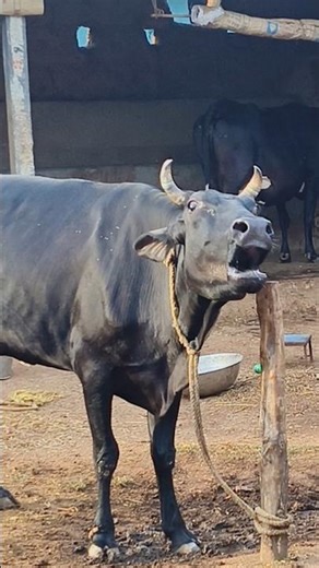 Big Holstein cow Moo sound#cow sound#animal sound#gorur humba humba dak#cow videos