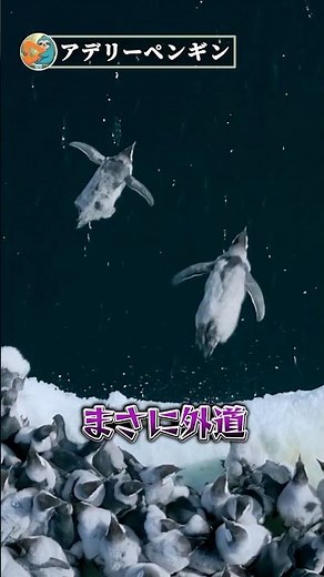 【閲覧注意】アデリーペンギンの本性がやばすぎる...かわいい顔した「南極のギャング」の正体