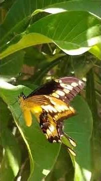 Close Shot of Yellow Butterfly