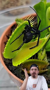 Insect Eating Flower 😱😱 | Yaspe