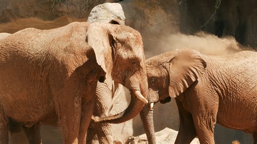 Watch what happens when elephants evolve new defenses against deadly threats