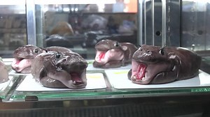 Moo Deng mania: Thai hippo's viral fame boosts local business
