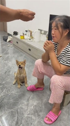 This method is really effective, the puppy can be trained to bark in just one minute.