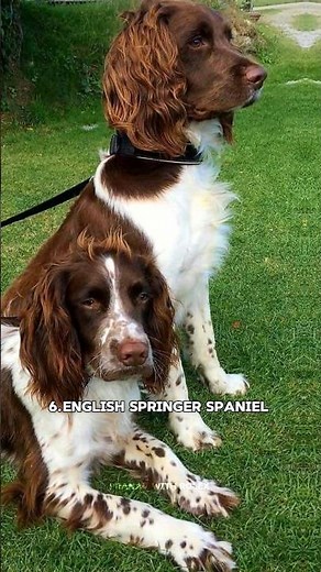 Top 10 medium size dog breeds in the world⭐Which one is your favorite?🐶