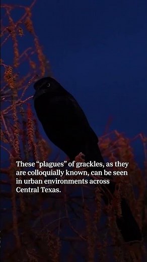 Why are there thousands of grackles in Central Texas during the winter?