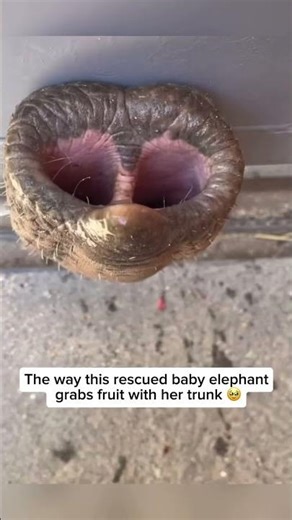 An elephant’s trunk is one of the most remarkable tools in the animal kingdom