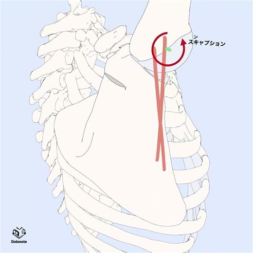 スキャプション時の小円筋Teres Minor Muscle During Scaption