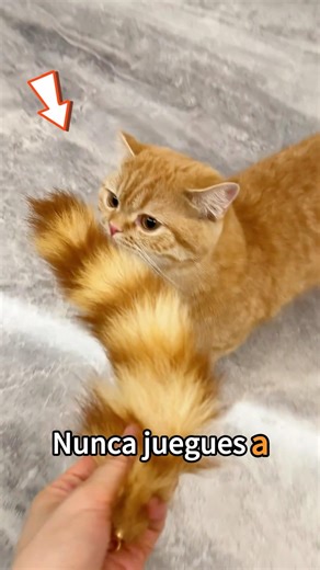 A scam about finding tails 😿#shorts