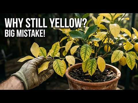 The REAL Reason Your LEMON Tree Turns Yellow (Not What You Think)
