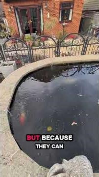 Fish Can Finally See Where They're Going! 😂 Maxi Filter Magic in 20 Minutes