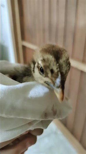 Meu pintinho amarelinho! Se inscreva no canal amiguinhos, deixe o like! #pintinhos #chicken