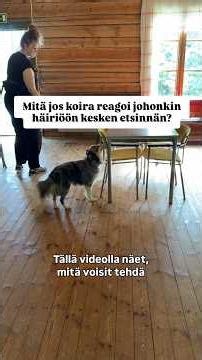 Kääk - koira lopettaa etsinnän häiriön vuoksi! Mikä avuksi? #nosework #hajutyöskentely
