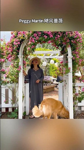 飓风蔷薇Peggy Martin. 新手必备