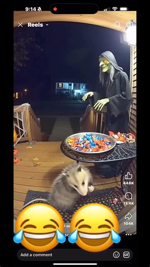 When the possum gets scared! #possum #Halloween | Kendrick Lee