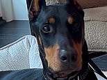 Kendall Jenner admires her adorable pet Doberman Pinscher Pyro in sweet video