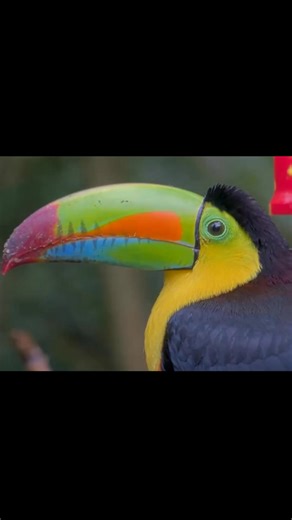 The Keel-billed Toucan’s oversized, rainbow bill steals the spotlight at the Panama Fruit Feeder Cam—but it’s more than just for show. This multi-purpose bill helps toucans feast on everything from fruit to small prey, and its large surface area even helps them stay cool in the tropical heat. Learn how toucans use their remarkable bills to beat the heat in this All About Birds article: https://www.allaboutbirds.org/news/toucans-use-enormous-bills-to-cool-off/ | Bird Cams