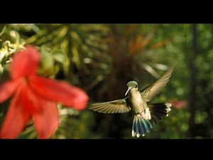 Disneynature: Wings of Life