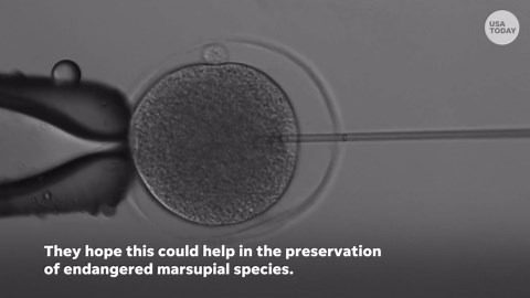 Kangaroo embryo produced for the first time using IVF