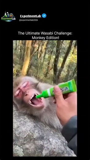 Experiment Lab on Instagram: "The Ultimate Wasabi Challenge: Monkey Edition 🐒🌶️ A short video featuring a monkey reacting to a sudden taste of wasabi has taken social media by storm, drawing millions of views across platforms. The clip shows the animal sampling the spicy condiment and instantly responding with a dramatic facial expression that many viewers found surprising, funny, and highly relatable. According to animal behavior experts, monkeys experience taste sensations much like humans d