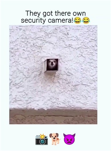 hard security 😁 #shortsfeed #funny #shortvideo #memes #edit
