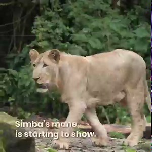 199K views · 10K reactions |  Our wee cub is looking more and more like a teen. Simba is slightly over a year old now and male lion cubs start showing hints of mane at this age 女 But it seems he’s still a mummy’s boy at heart! ❤️ | Mandai Wildlife Reserve | Facebook