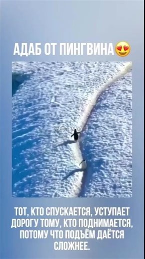 These Penguins Are Smarter Than You Think