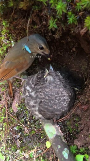 The mother bird has fed her own chicks full. The cuckoo wants to eat everything.鸟妈妈把孩子都喂饱了，杜鹃鸟什么都想吃