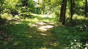 Forest, Path, Green. Free Stock Video