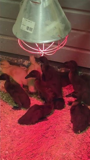 CUTEST THING EVER! 🦆 Tiny Ducklings Running for Joy 😍