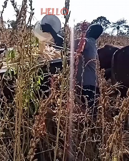 5K views · 219 reactions | Harvesting in Zimbabwe Africa. Full video visit my YouTube channel Thandiwe Mahleka and subscribe https://m.youtube.com/channel/UCT_vickinNCO4AhD5QVMckA | Thandiwe Mahleka | Facebook