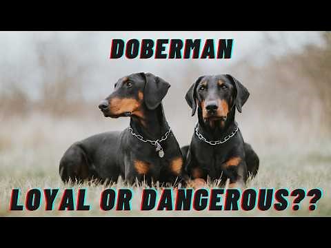 Doberman Pinscher: The Truth About Their Temperament