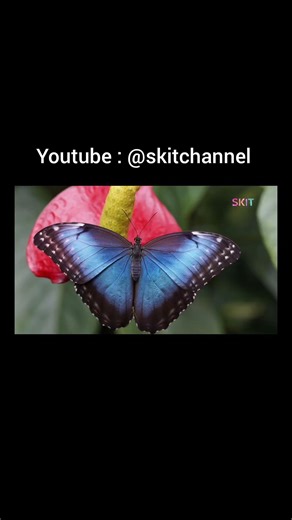 50 Types of Butterfly