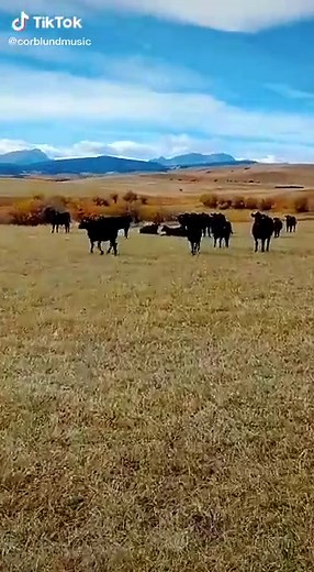 Everything is better with some cows around. #CountryLife #CountryMusic #CowsAround
