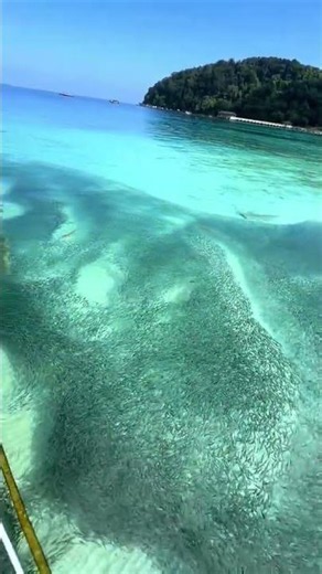 Mesmerizing School of Fish in Crystal Clear Waters
