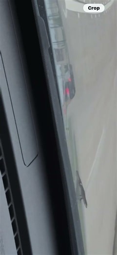 Lizard Hitchhiker on My Hood During My Morning Commute 🦎😂
