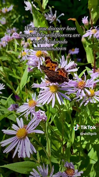 Experience the Magical Wildflower Season in Crested Butte