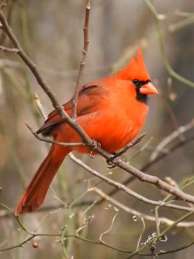 2.3K views · 452 reactions | The Cardinal — a whisper from heaven. | Cardinal Bird Community | Facebook