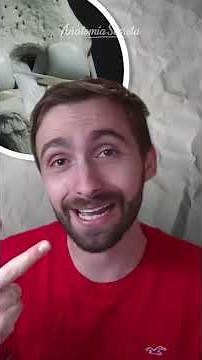 🦵 ANATOMY of your KNEE inside