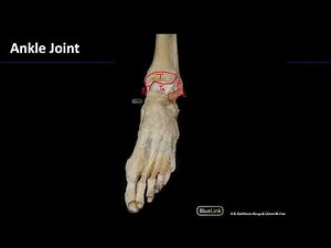 Lower Limb Joints - M1 Dissection Supplement