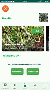 PlantSnap.com identifies Smallflower Century Plant (Agave parviflora), a species of succulent perennial flowering plant in the asparagus family native to Arizona in the United States and Sonora in Mexico. | PlantSnap | Facebook