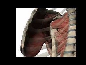 Shoulder flexion