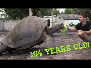 104-Year-Old Giant Tortoise Eats Like a DINOSAUR! (Amazing Footage!)