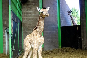 Giraffes return to Edinburgh Zoo for the first time in 15 years