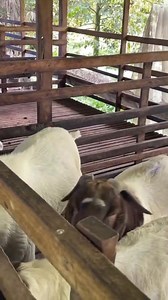 A good breeding buck is not just an animal... he is the engine of your herd’s productivity. Proper care, feeding, housing, and health management of your buck will directly determine fertility rates, kid quality, and overall farm success. Here’s a complete guide every serious goat farmer must follow 👇 🔹 1. Buck Selection ✔️ Choose from proven, high-fertility bloodlines ✔️ Active, alert, strong, and healthy ✔️ Free from defects (legs, jaw, testicles) ✔️ Ideal breeding age: 12–18 months ✔️ Testic
