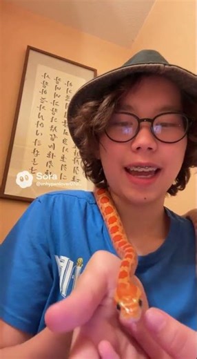 Mango my pet corn snake #subscribeme #ai #mango #petcornsnake #snakelover #comment