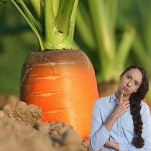 36K views · 1K reactions | 10 Health Benefits of Carrot:凌凌 凌凌Carrots are found in many colors, including yellow, white, orange, red, and purple. 凌凌Orange carrots get their bright color from beta carotene, an antioxidant that your body converts into vitamin A. 凌凌Following are the multiple Health Benefits of Carrot why you should include it in your daily diet: | All about health and nutrition | Facebook