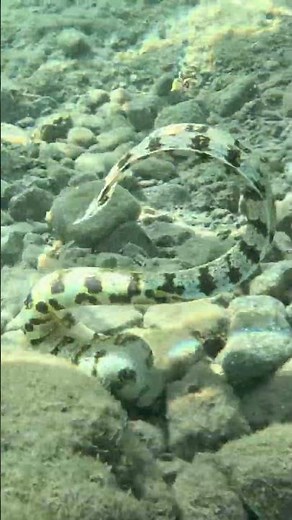 Lightning Fast — Snowflake Moray Eel Secures A Meal 🐟💥🌊