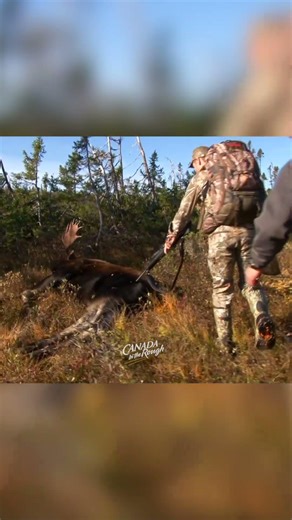 What a beauty bull! Moose Hunting is the best! #moosehunting #canada #hunting #bigbullmoose #reels