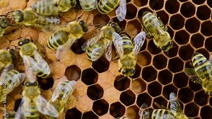 Larvae of honey bee in capped and uncapped brood - 03