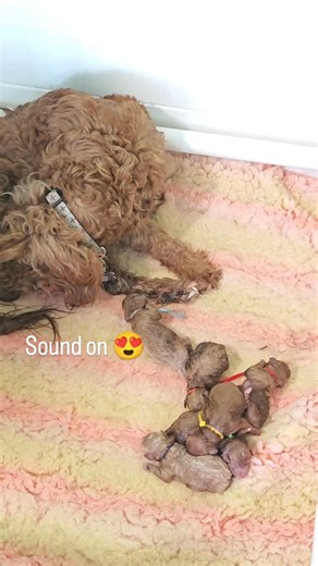 Sheba's Gems Cavoodles on Instagram: "Sheba - my founding girl started the labor without warning just around 1pm. We are 3 hours in and there is another bub joining in the cute pile of wiggly, noisy, red babies. She is not done yet, sitting by her side directing the traffic, helping drying and letting her sip goat milk during the breaks. Updates to come. 😊 #supermum #ShebasGemsCavoodles #cavoodlepuppies #cavoodlelovers #puppygram #perthfamily #puppiesofinstagram #designerbreed #bestdogbreed #Pe